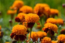 Image of French marigold