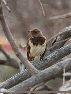 Image of Black-throated Thrush