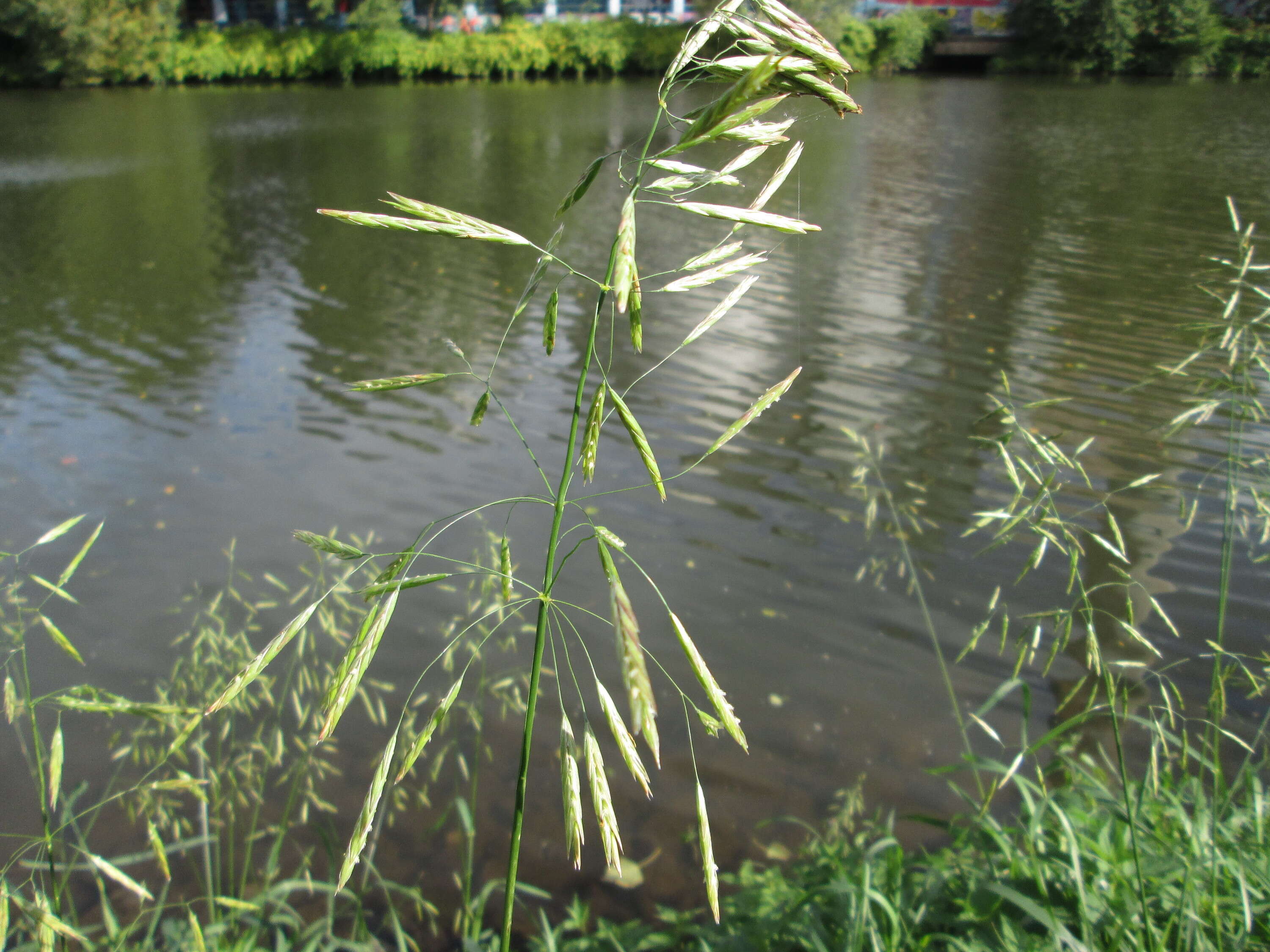 Image of smooth brome