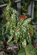 Слика од Begonia maculata Raddi