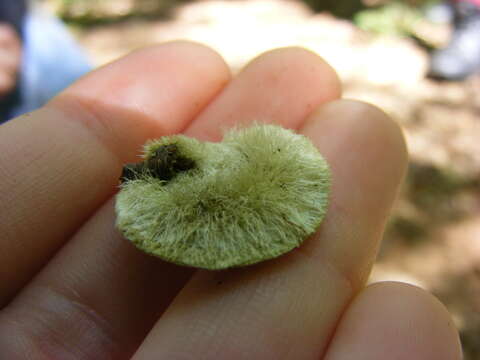 Trametes hirsuta (Wulfen) Lloyd 1924 resmi