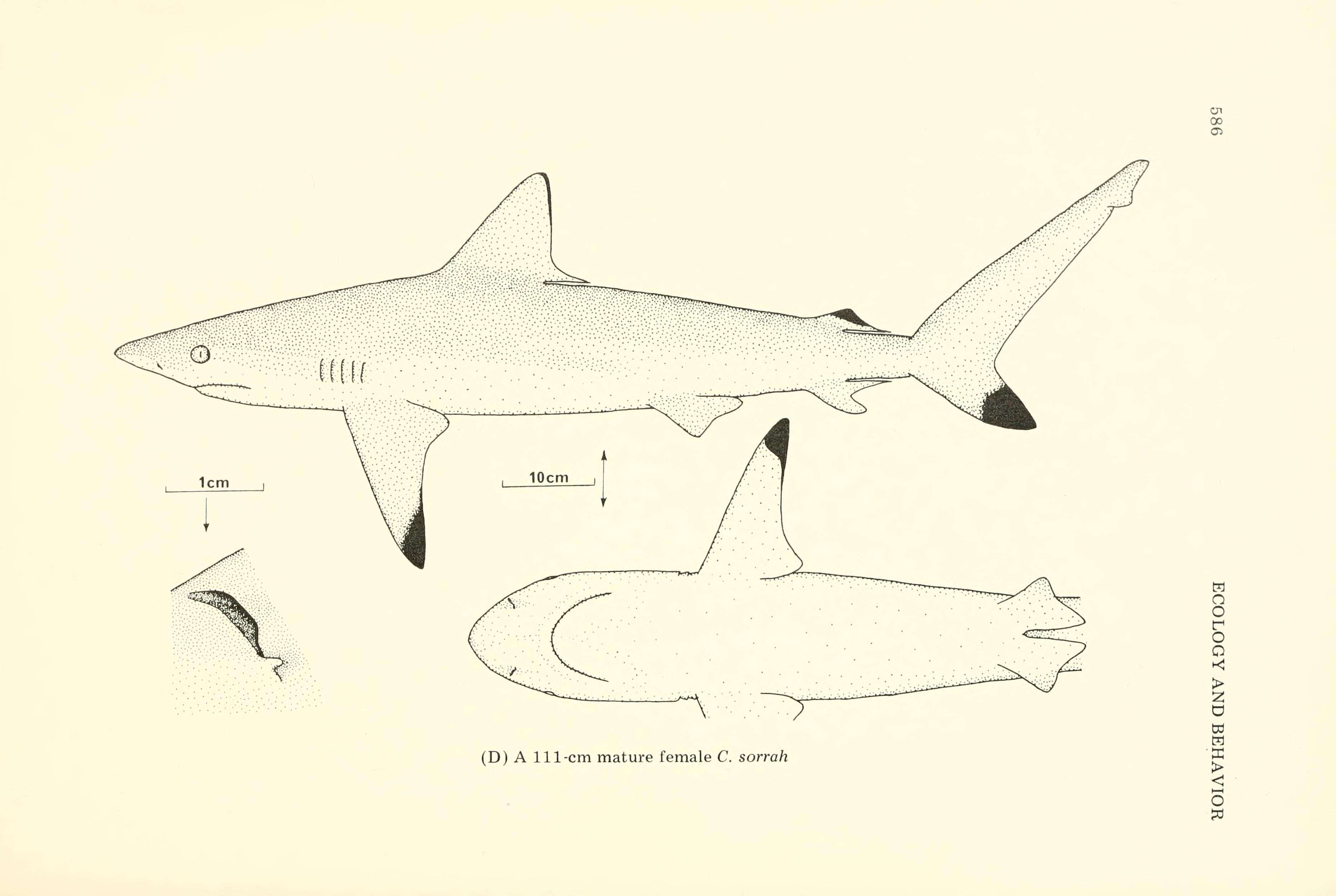 Image of Spottail Shark