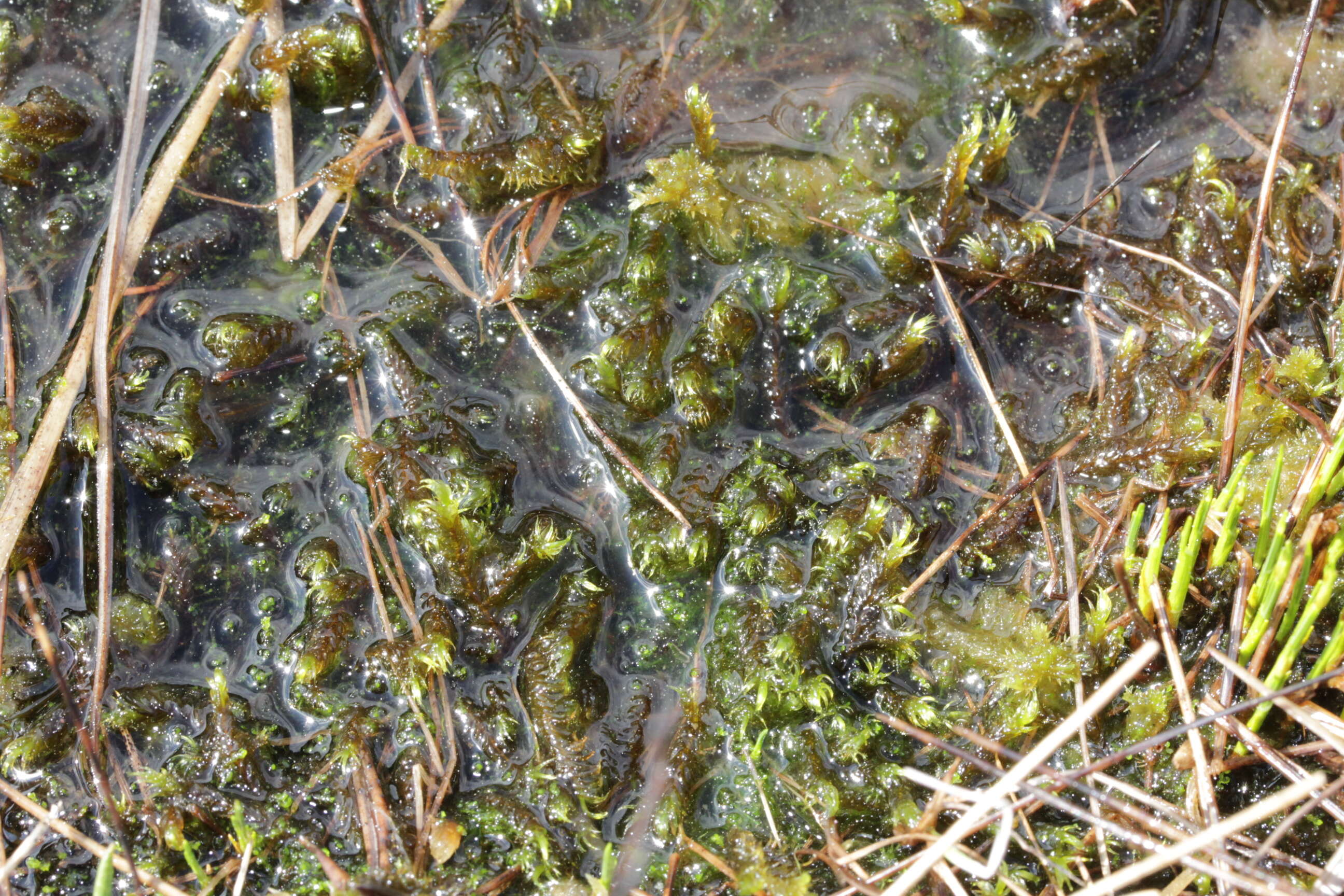 Image of floating hook-moss