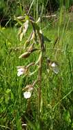 Imagem de Epipactis palustris (L.) Crantz