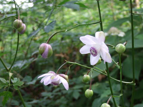 Image of false anemones