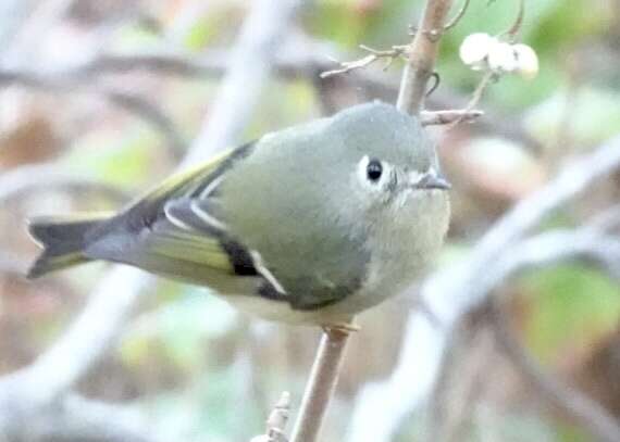 Image of goldcrests and kinglets