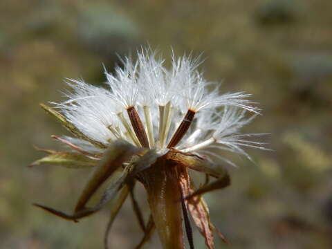 Image of nodding microseris