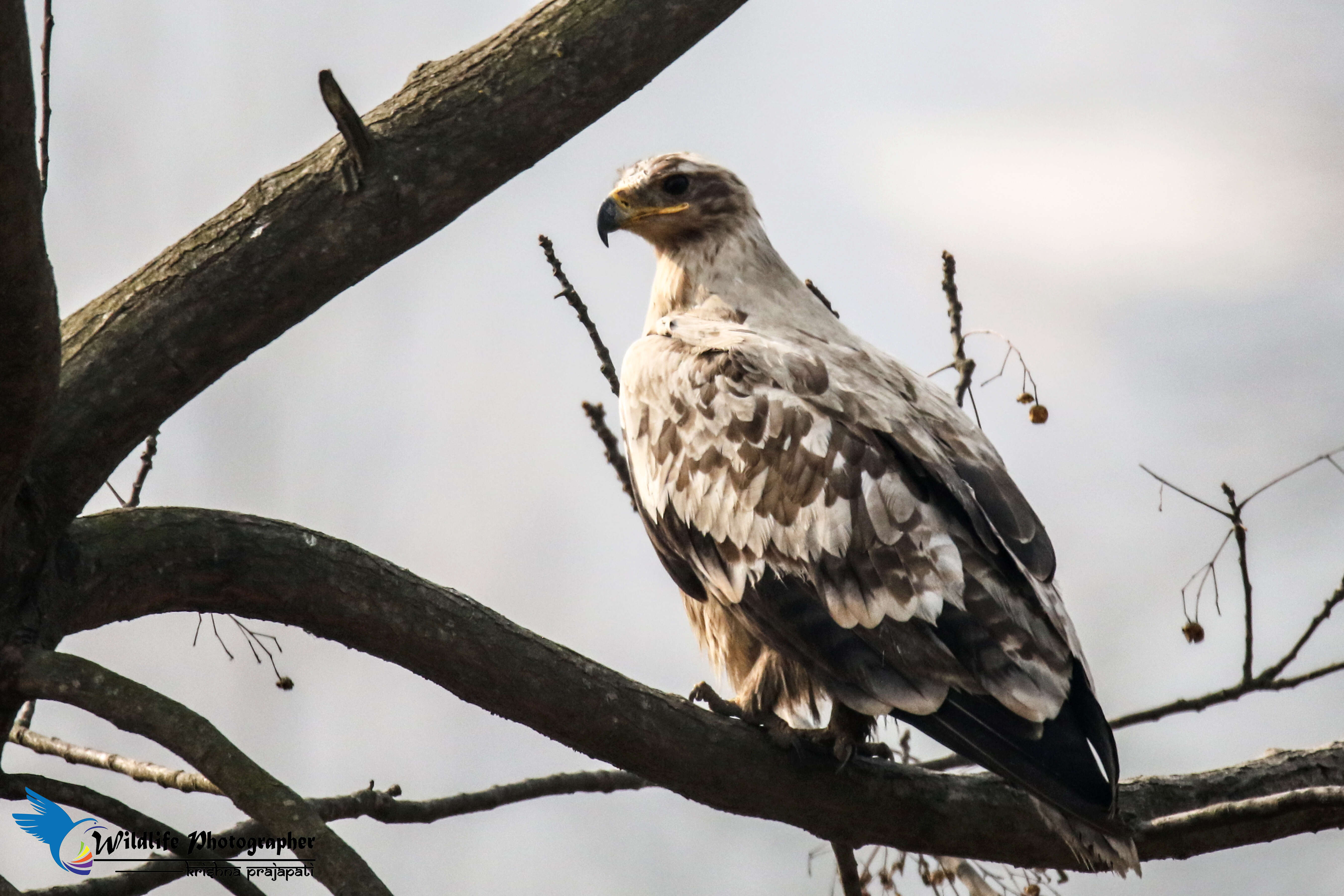 Image of Steppe Eagle