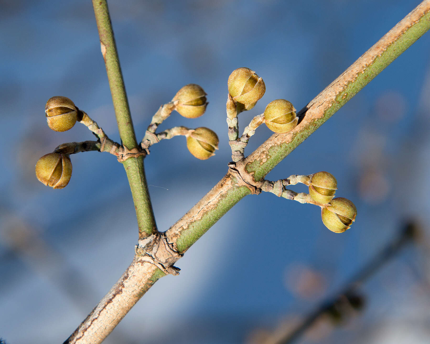 Image of Cornelian cherry dogwood