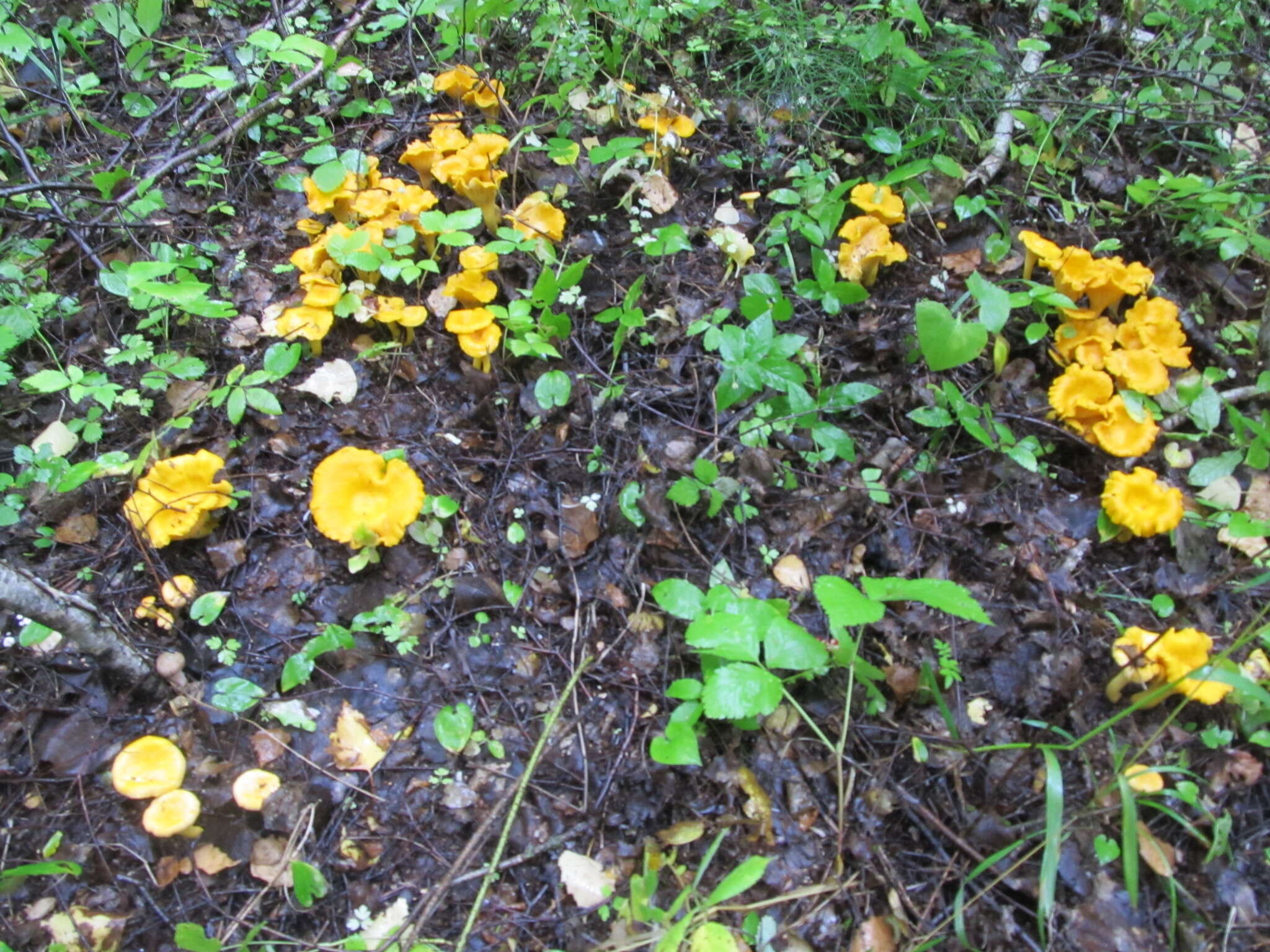 Image of Chanterelle