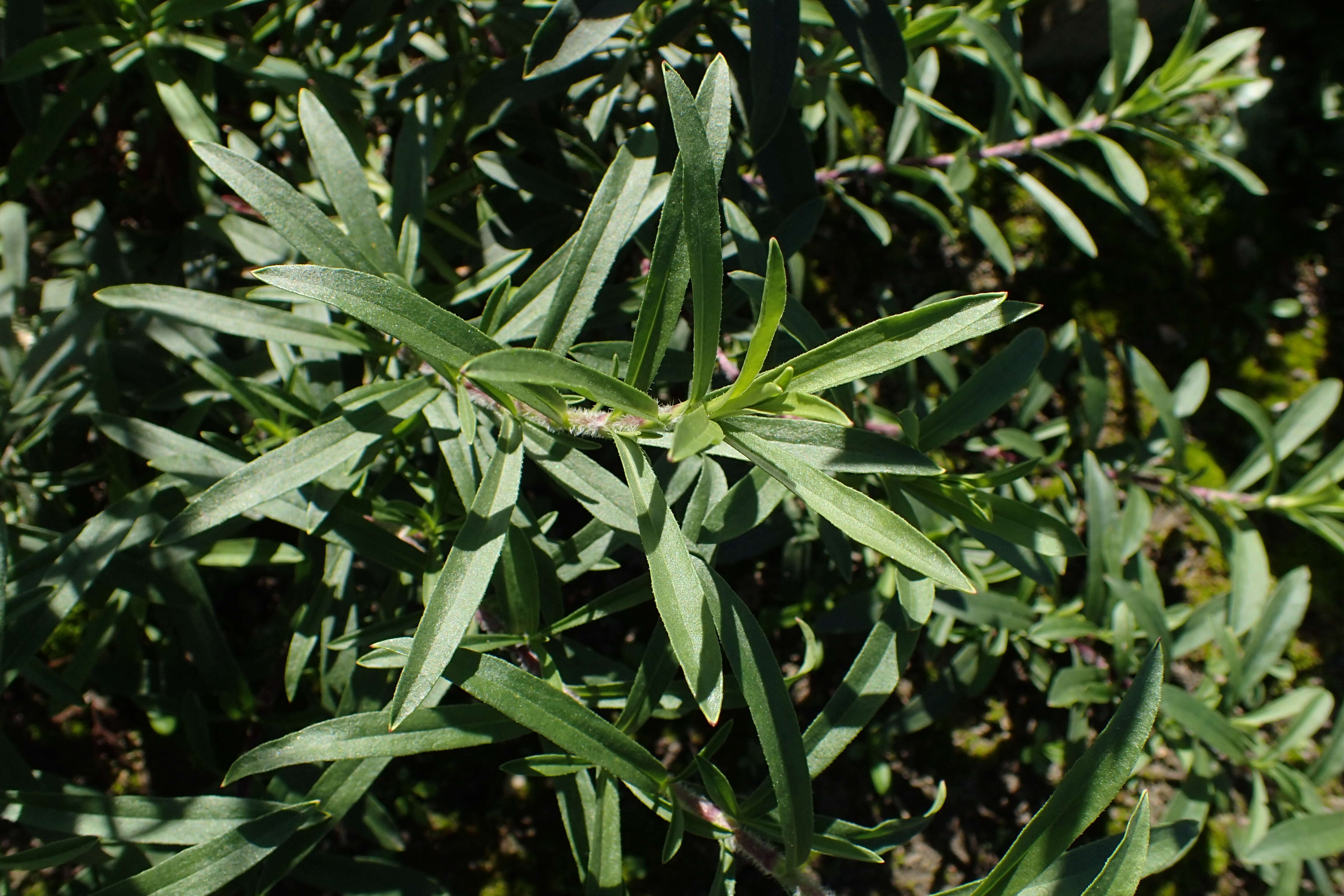 Image of Silene tatarica (L.) Pers.