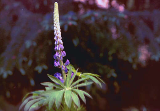 Image of big-leaved lupine