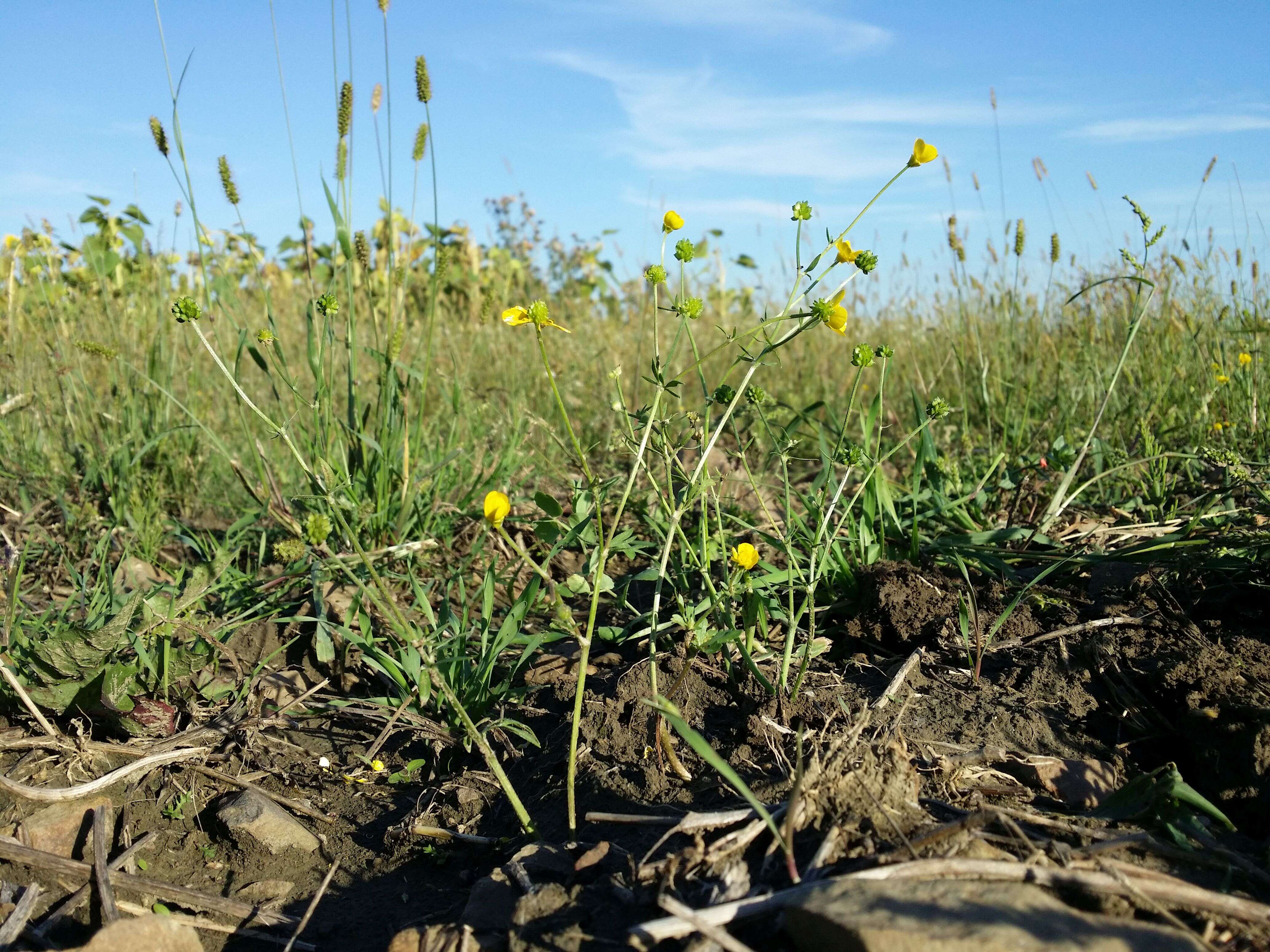 Image of hairy buttercup