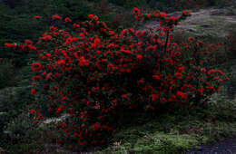 Слика од Embothrium coccineum J. R. Forster & G. Forster