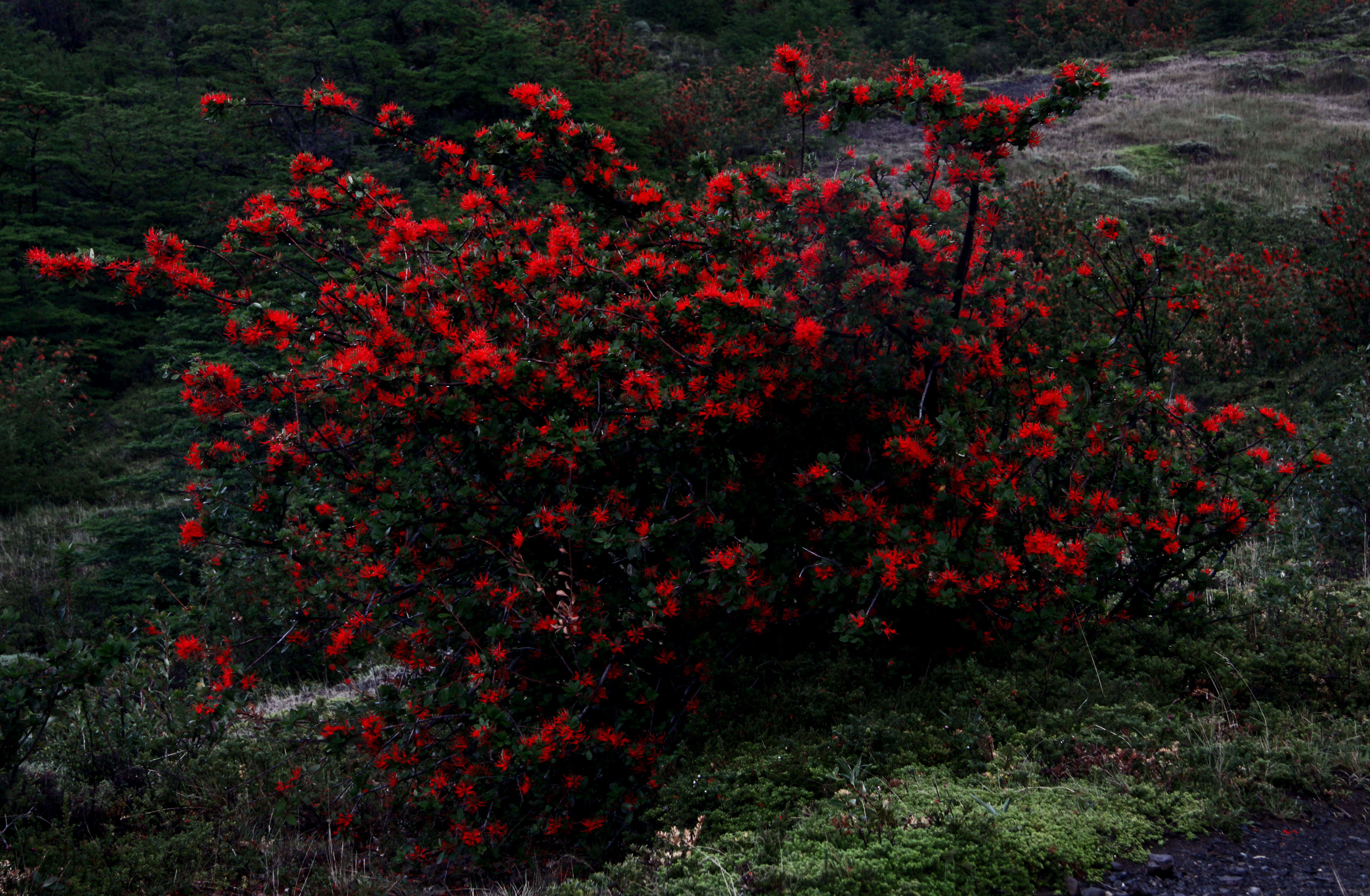 Imagem de Embothrium coccineum J. R. Forster & G. Forster