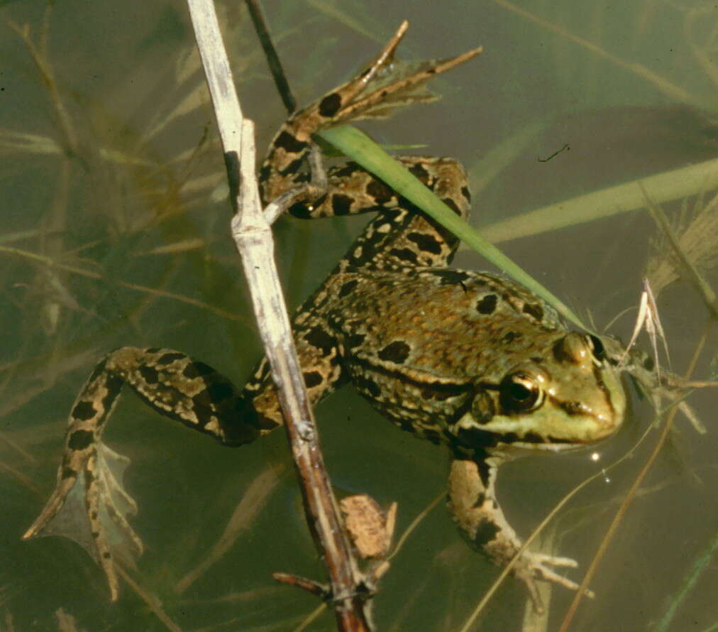 Image of Levant Green Frog