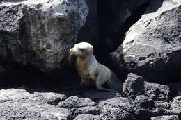 Image of Galapagos Sea Lion