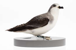 Image of Pycroft's Petrel