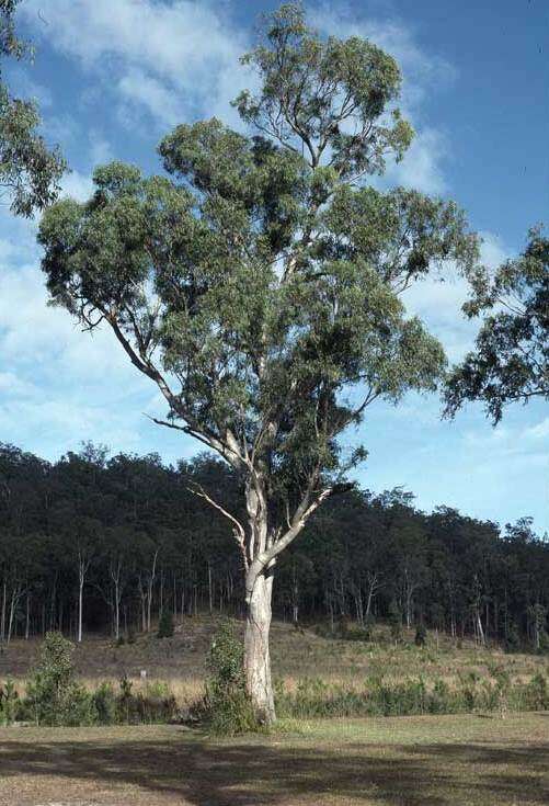 Image of cabbage gum