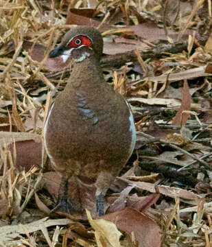 Image of Partridge Pigeon