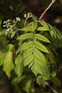 Image of rowan,  moutain ash