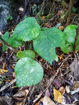 Image of Dendrocnide moroides (Wedd.) Chew