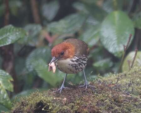 Image of Chestnut-crowned Antpitta