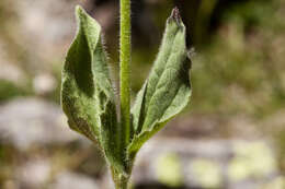 Image of hairy arnica