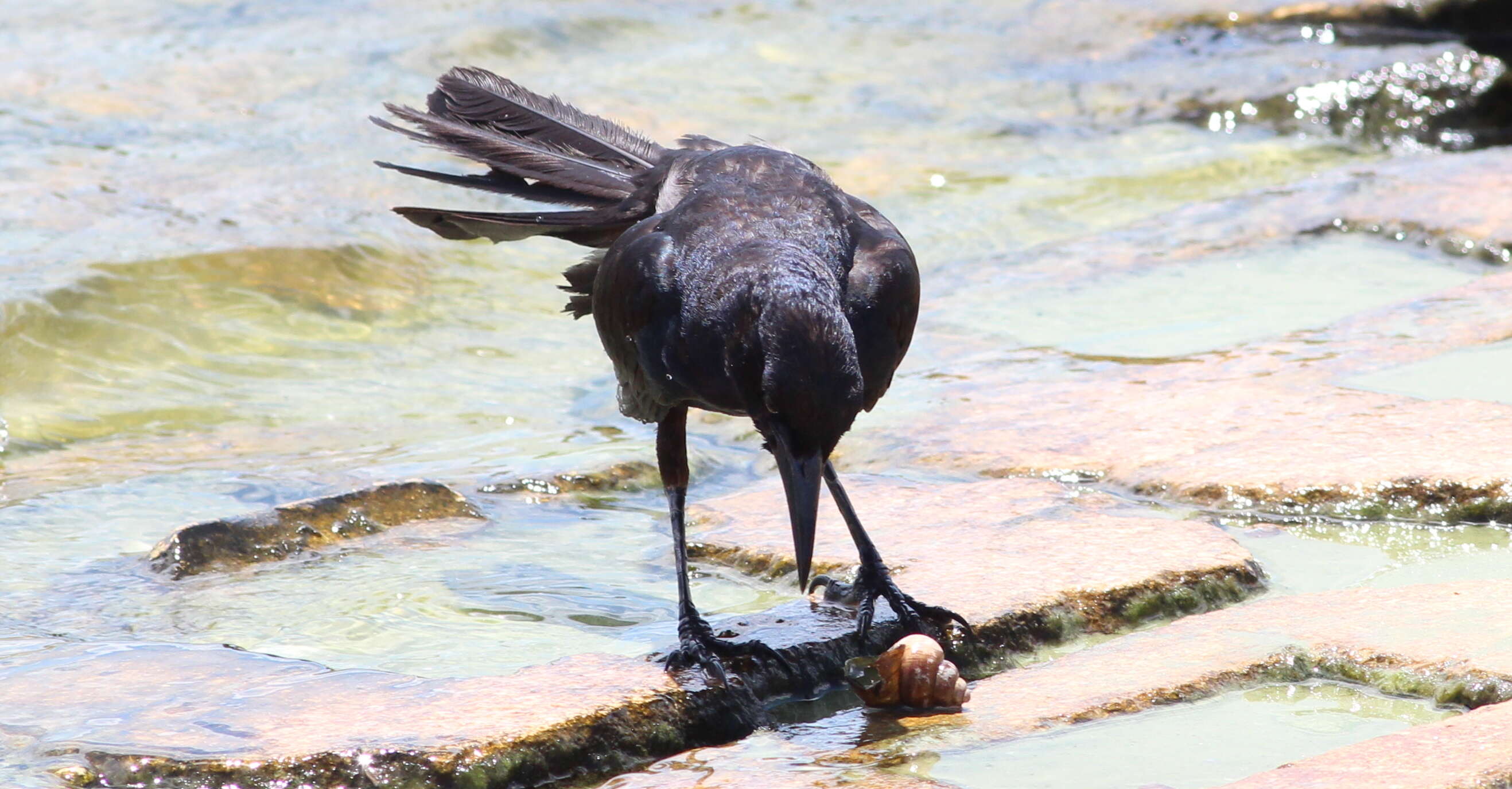 Image of Boat-tailed Grackle