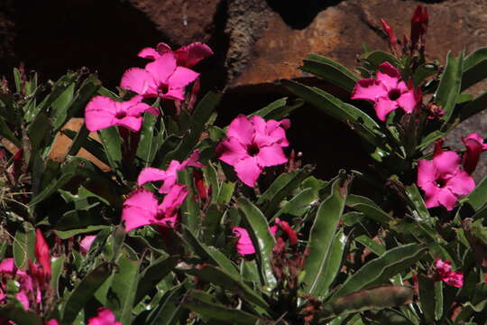 Image of Summer impala lily