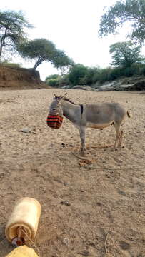 Image of Ass -- Feral donkey