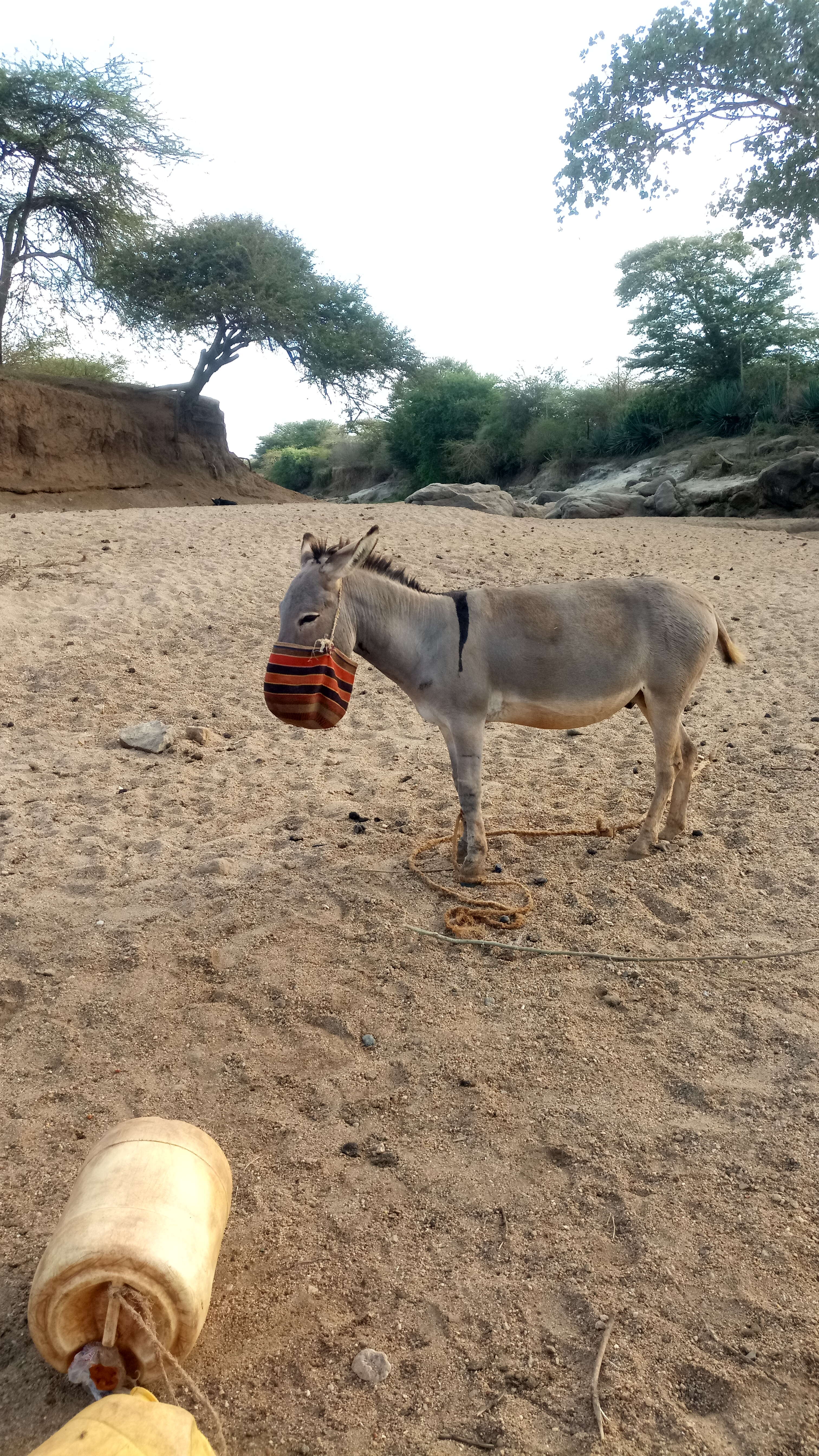 Image of Ass -- Feral donkey