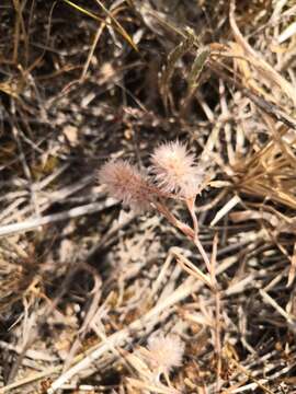 Image of Hare's-foot Clover