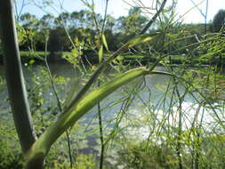 Image of dill