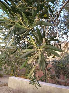 Image of olive tree