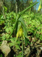 Image of largeflower bellwort