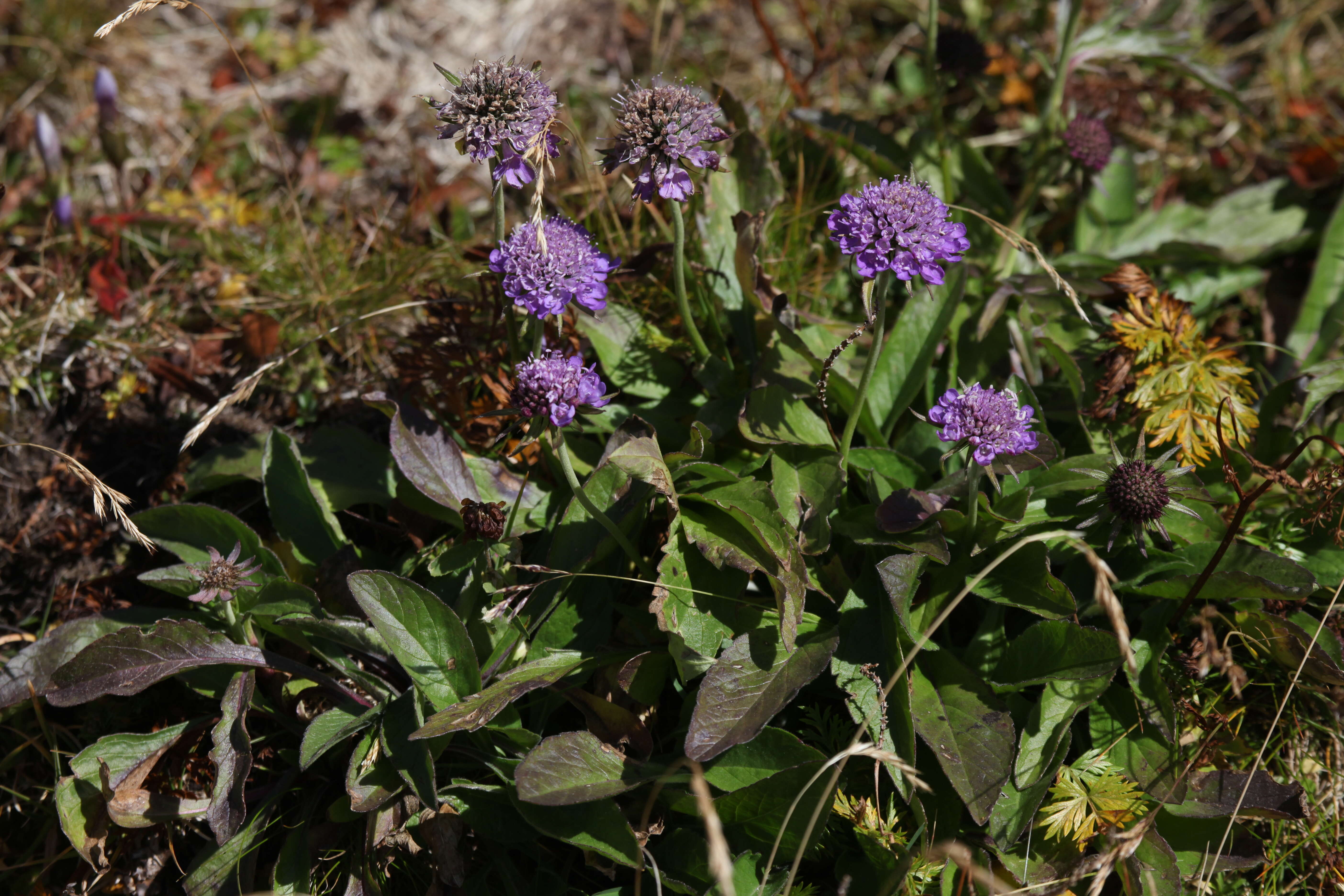 Image of glossy scabious