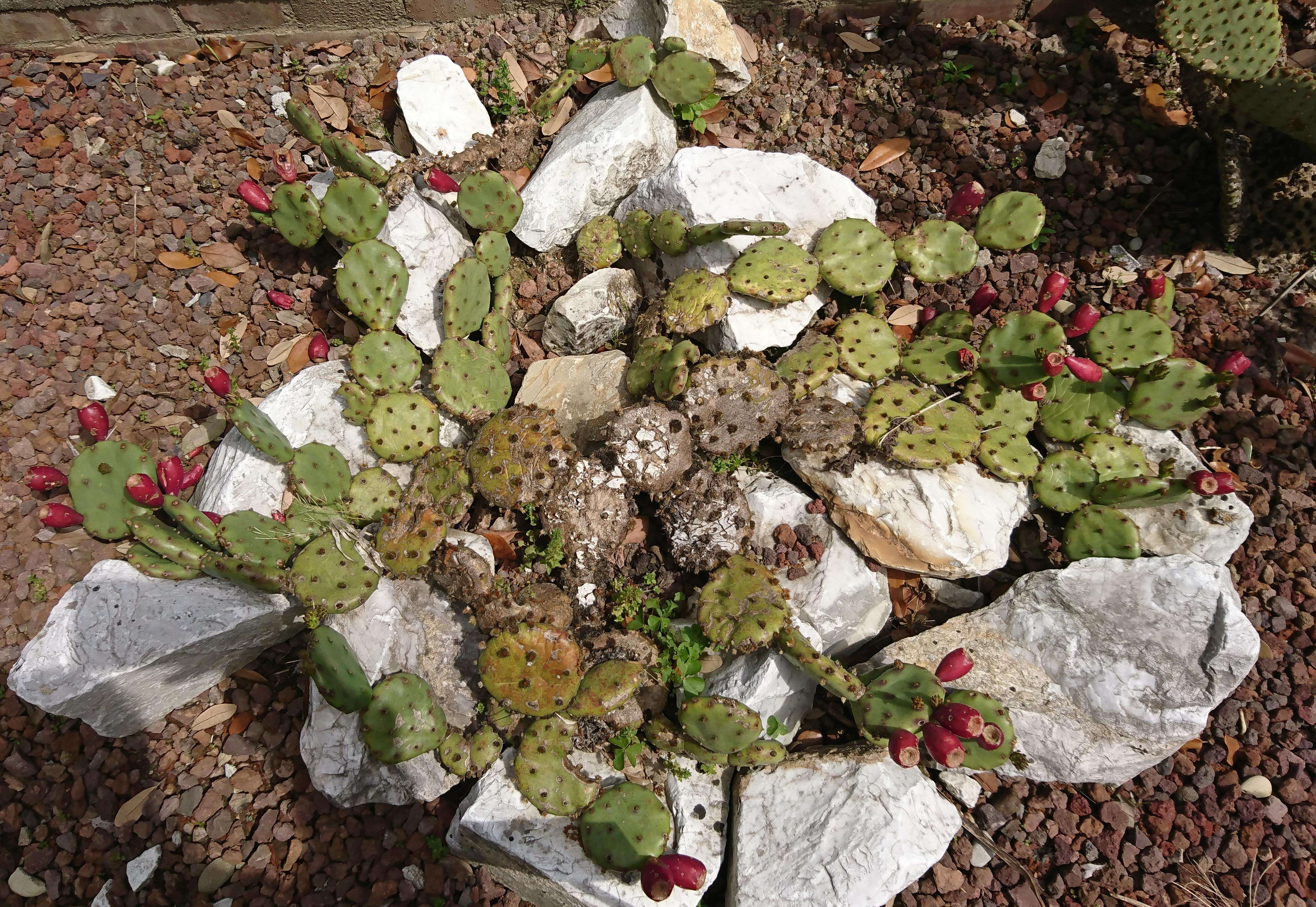 Image of Eastern Prickly Pear