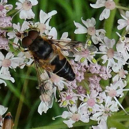 Image of Eristalis pertinax (Scopoli 1763)