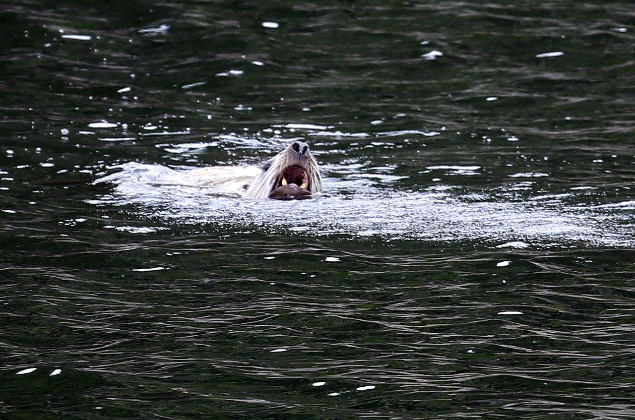 Image of northerns sea lions