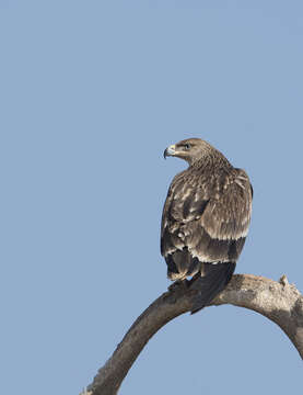 Image of Asian Imperial Eagle