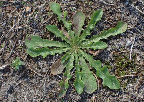 Image of lesser hawkbit