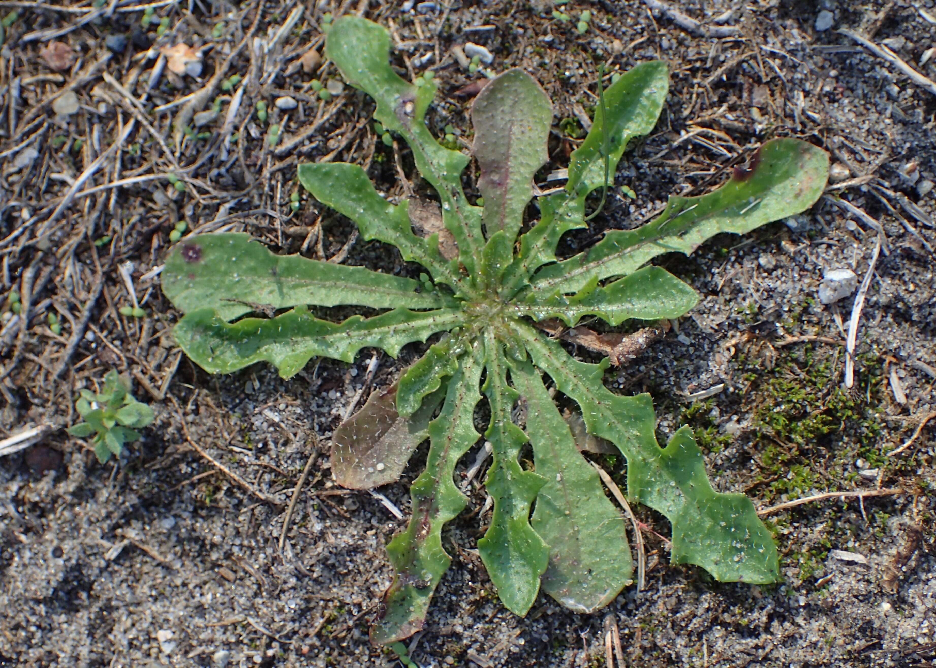 Image of lesser hawkbit