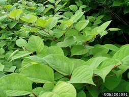 Image of Japanese Knotweed