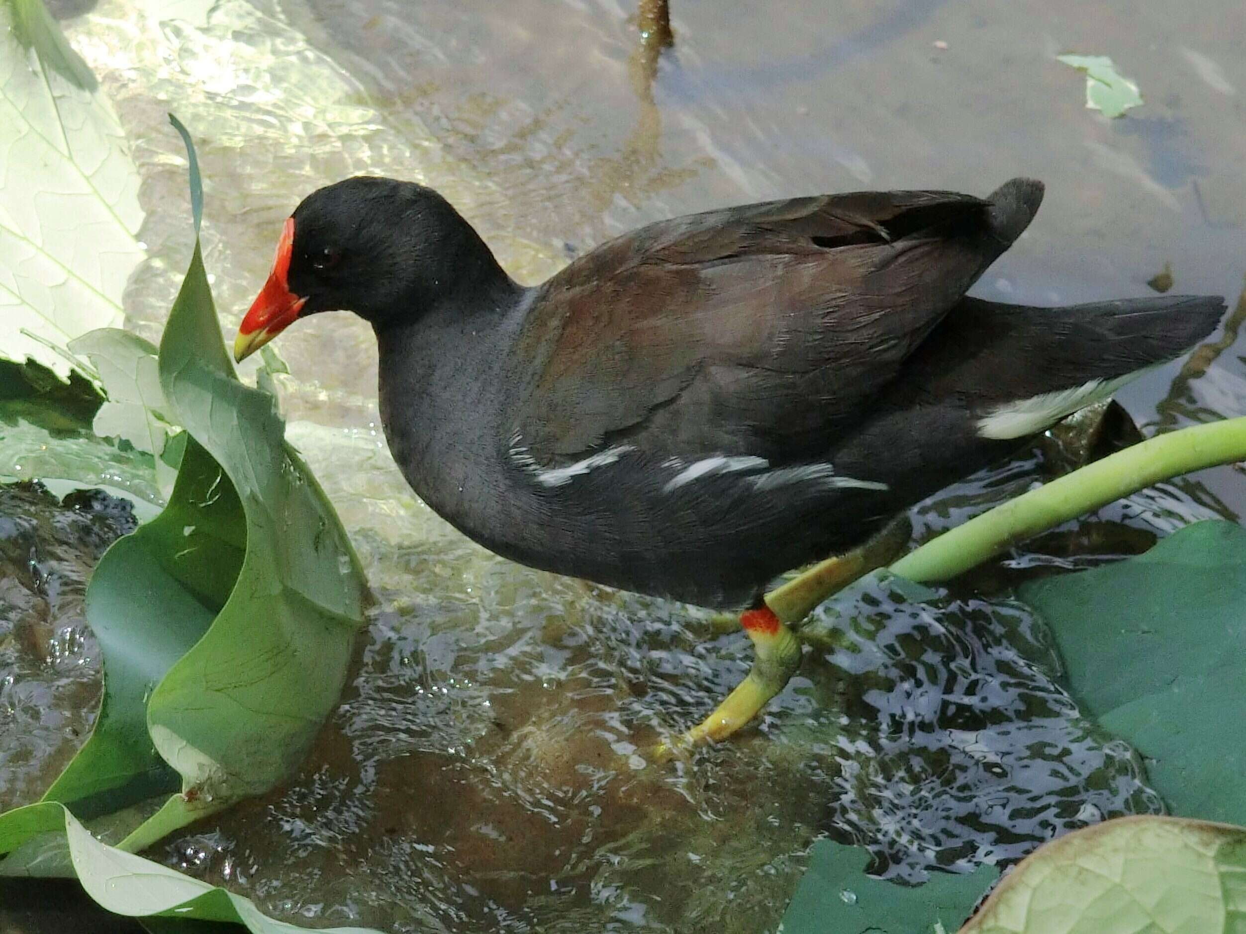 Image of Common Moorhen