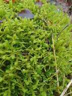 Image of square goose neck moss