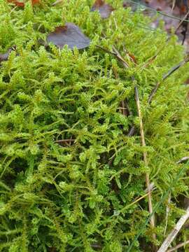 Image of square goose neck moss