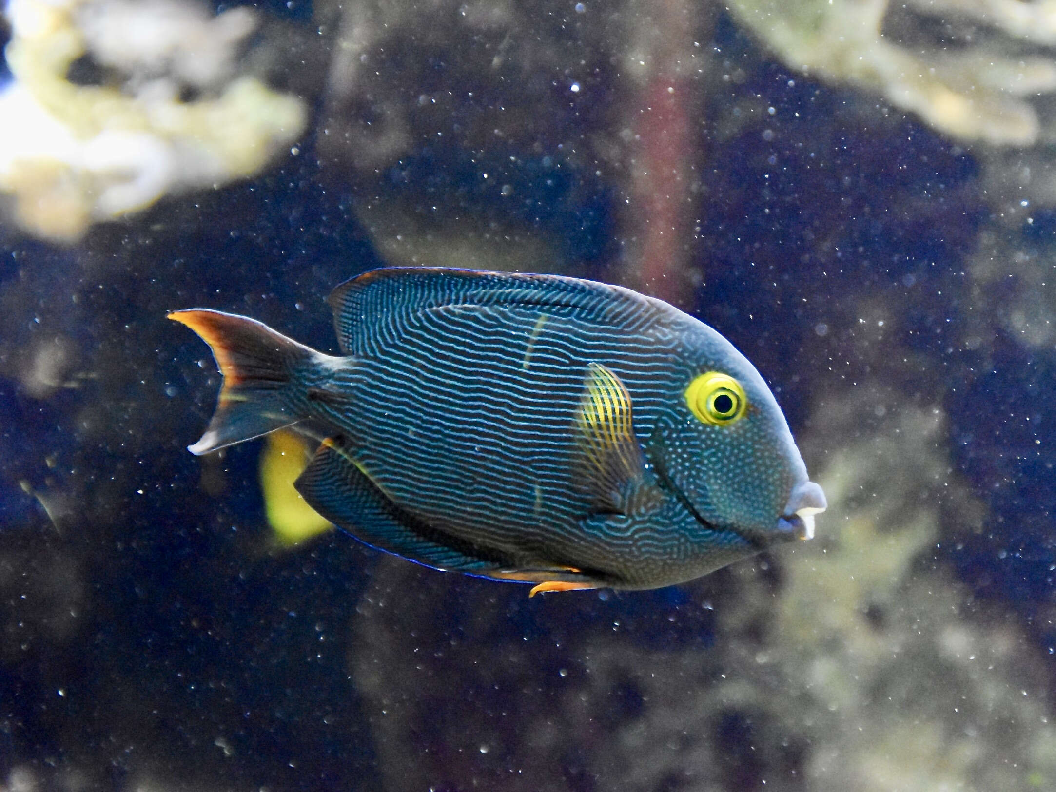 Image of Bristletoothed Surgeonfish