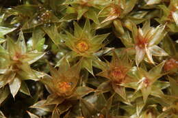 Image of common green bryum moss