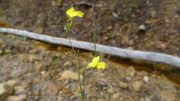 Слика од Goodenia dimorpha Maiden & Betche